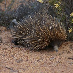 Short-beaked echidna (Tachyglossus aculeatus)