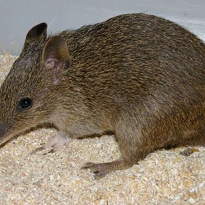 Western brown bandicoot (Isoodon fusciventer)