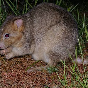 Boodie (Bettongia lesueuri)