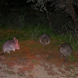 Bilby (Macrotis lagotis) and Boodies (Bettongia lesueuri)