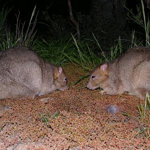 Boodies (Bettongia lesueuri)