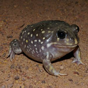 White-spotted burrowing frog (Heleioporus albopunctatus)