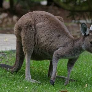 Western grey kangaroo (Macropus fuliginosus)