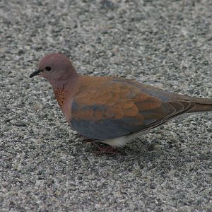 Laughing dove (Streptopelia senegalensis)