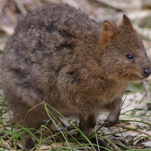 Quokka (Setonix brachyurus)