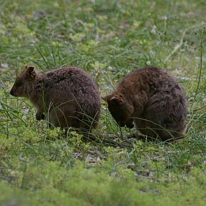 Quokkas (Setonix brachyurus)