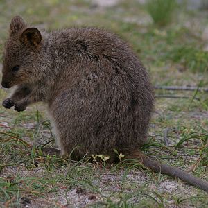 Quokka (Setonix brachyurus)