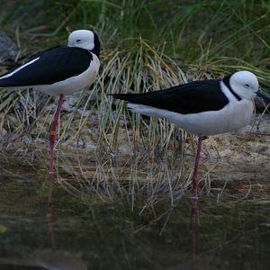 pied stilts (Himantopus leucocephalus)