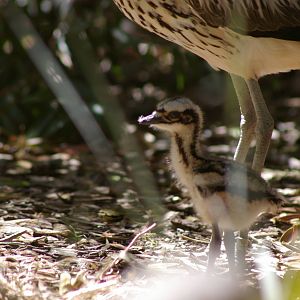 bush stone-curlew chick (Burhinus grallarius)