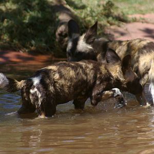 African hunting dog pups