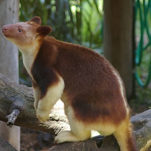 Goodfellows tree kangaroo (Dendrolagus goodfellowi)