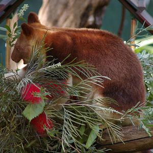 Goodfellows tree kangaroo (Dendrolagus goodfellowi)