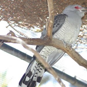 Channel-billed cuckoo (Scythrops novaehollandiae)
