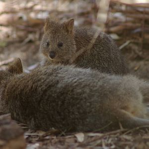 Quokkas (Setonix brachyurus)