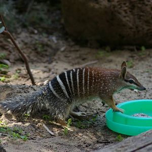 Numbat (Myrmecobius fasciatus)