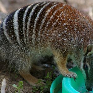 Numbat (Myrmecobius fasciatus)