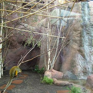 Squirrel Monkey Exhibit at Halle, 04/09/11