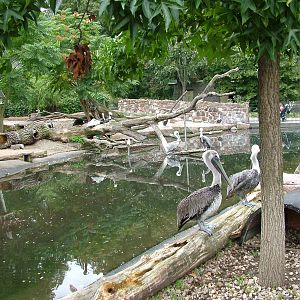 Brown Pelican Exhibit at Halle, 04/09/11