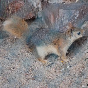 Caucasian Squirrel at Halle, 04/09/11