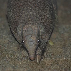 Southern Three-Banded Armadillo at Halle, 04/09/11