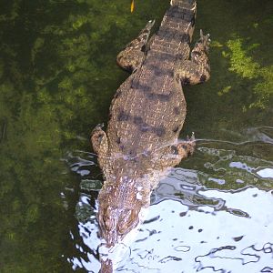 Slender-snouted Crocodile at Halle, 04/09/11