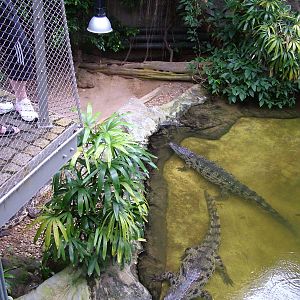 Crocodile House at Halle, 04/09/11