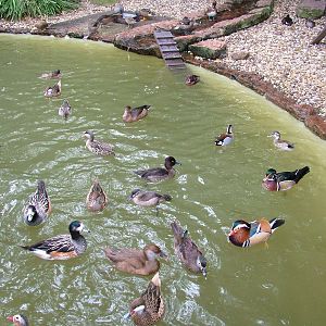 Waterfowl Pond at Halle, 04/09/11