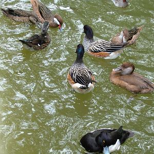 Waterfowl Pond at Halle, 04/09/11