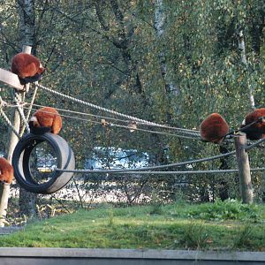 Safaripark Beekse Bergen 2011 - Red Ruffed Lemur