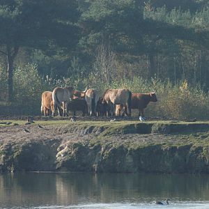 Safaripark Beekse Bergen 2011 - Mixed Species