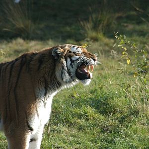 SafariPark Beekse Bergen 2011 - Amur Tiger