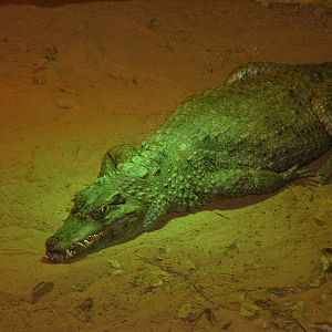 National Zoo of South Africa