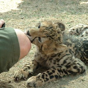 De Wildt Cheetah Sanctuary