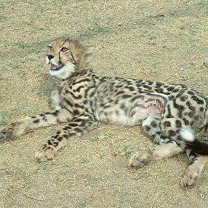 De Wildt Cheetah Sanctuary