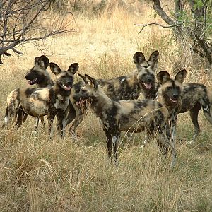 De Wildt Cheetah Sanctuary