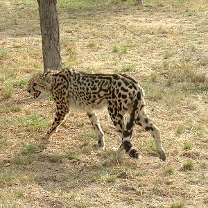 De Wildt Cheetah Sanctuary