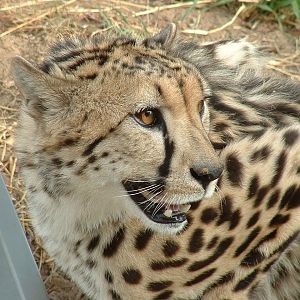 De Wildt Cheetah Sanctuary