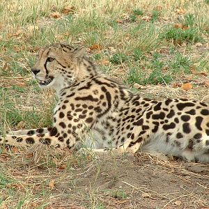 De Wildt Cheetah Sanctuary