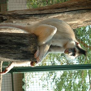 Mystic Monkeys Wildlife Park