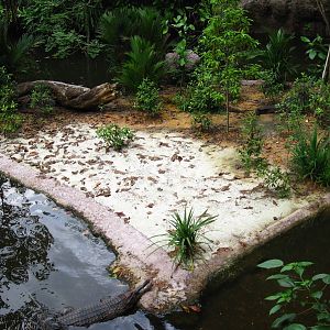 Treetops Trail - Tomistoma