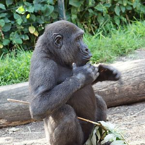 Western Lowland Gorilla 'Fuzu' Chestbeat