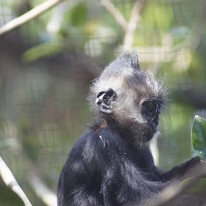 Francois Langur 'Keo-co'