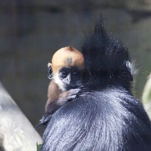 Francois Langur 'Meili' and 'Tam Dao'
