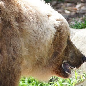 Kodiak Bear 'Bethyl'