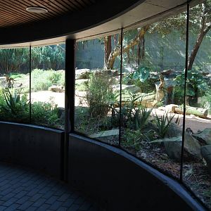 African Lion Exhibit