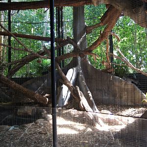 Binturong Exhibit