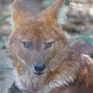 Dhole