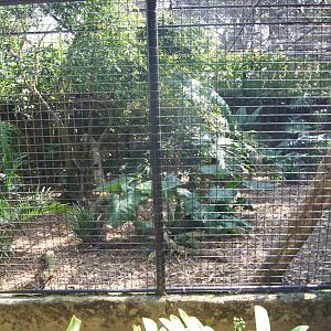 First Dhole Exhibit