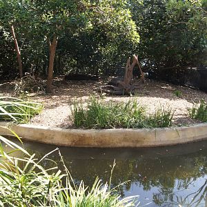 Pygmy Hippo Exhibit