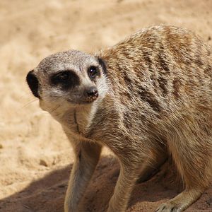 Meerkat